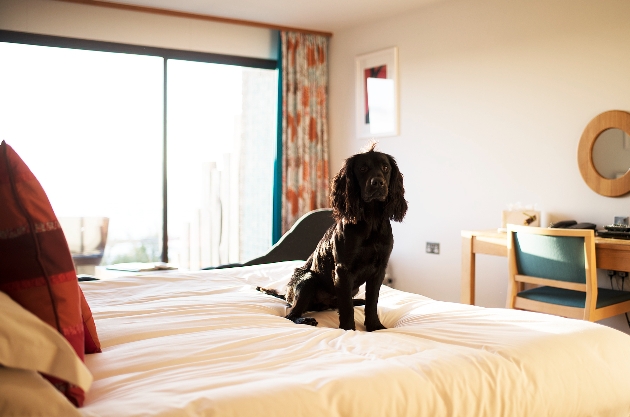 dog on bed