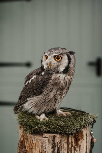 Image 1 from Pet Encounter Cumbria